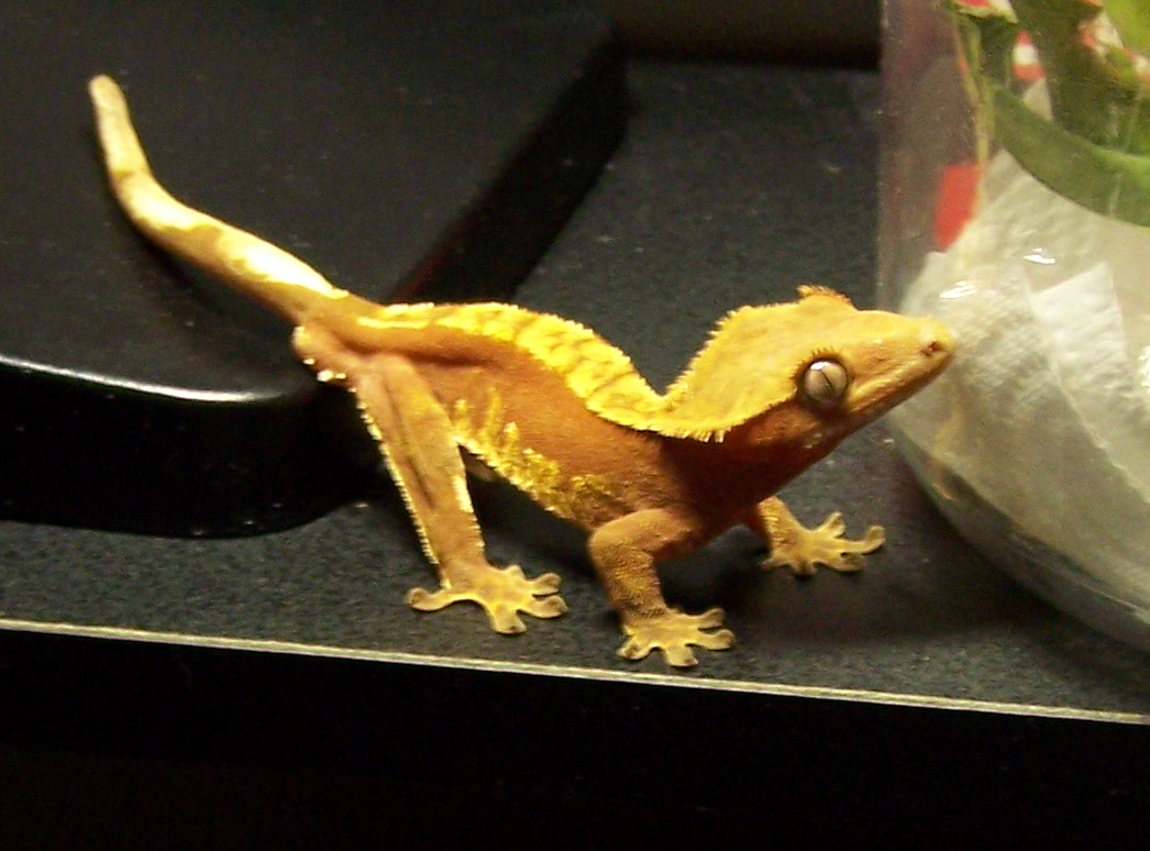 male red harley