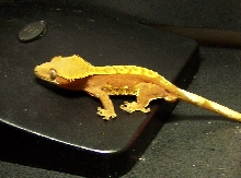 Red harley male ciliatus
