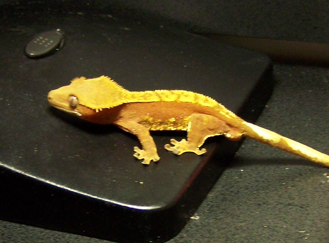 Red harley male ciliatus