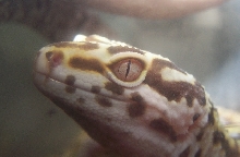 A Close up of my Lavender Bells eye.