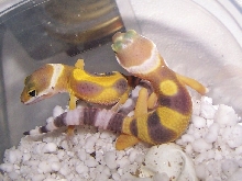 My newest Hatchlings