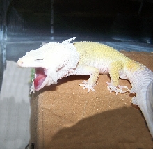 I am shedding and I HATE IT