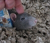 Mickey the Rat
