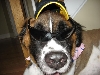 Cool St. Bernard