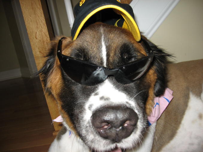 Cool St. Bernard