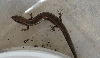 Snack the skink