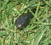 Jack in Grass 1