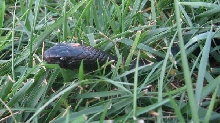 Jack in Grass 2