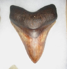 Red Tooth