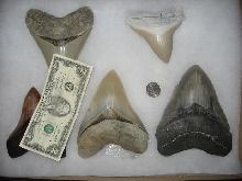 Big_Teeth