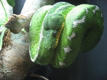 Tree Boa