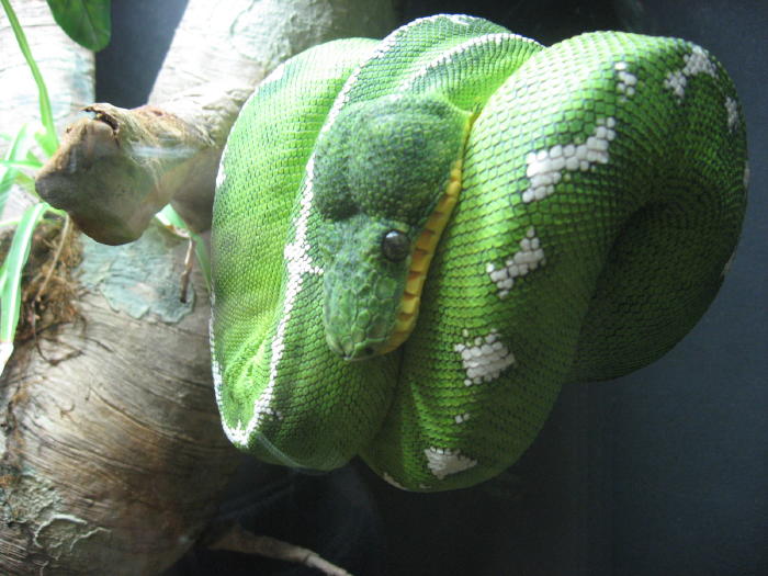 Tree Boa