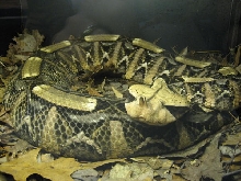 Gaboon Viper