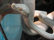 Green Tree Python, Blue female