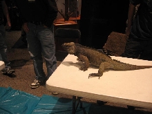 Rhino Iguana