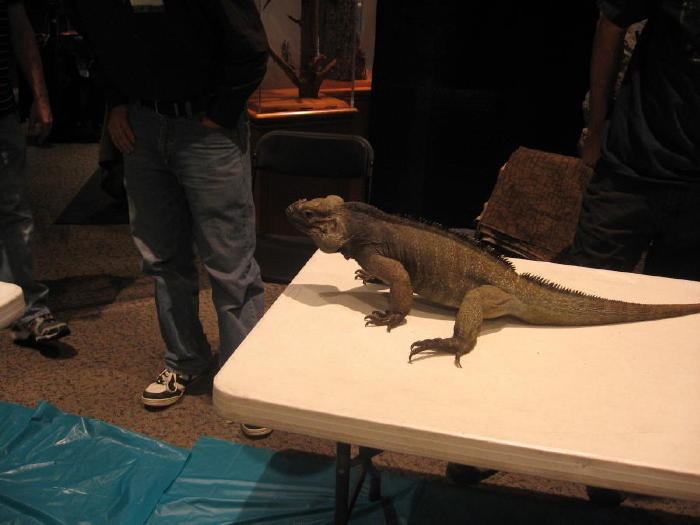 Rhino Iguana