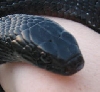 Indigo head