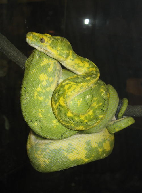 GTP1_Raleigh_show