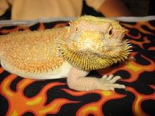 Beardie_Raleigh_show