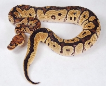 Clown male