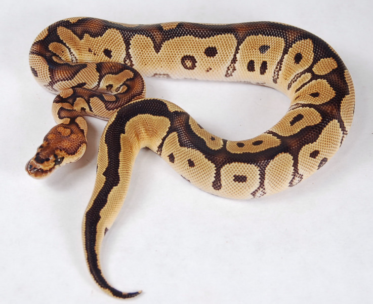Clown male