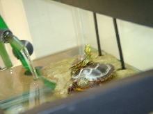 Oscar & Rosco3