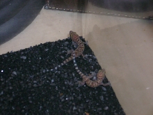 what is it?