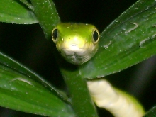 My rough green snake