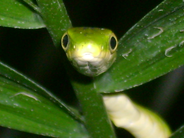My rough green snake