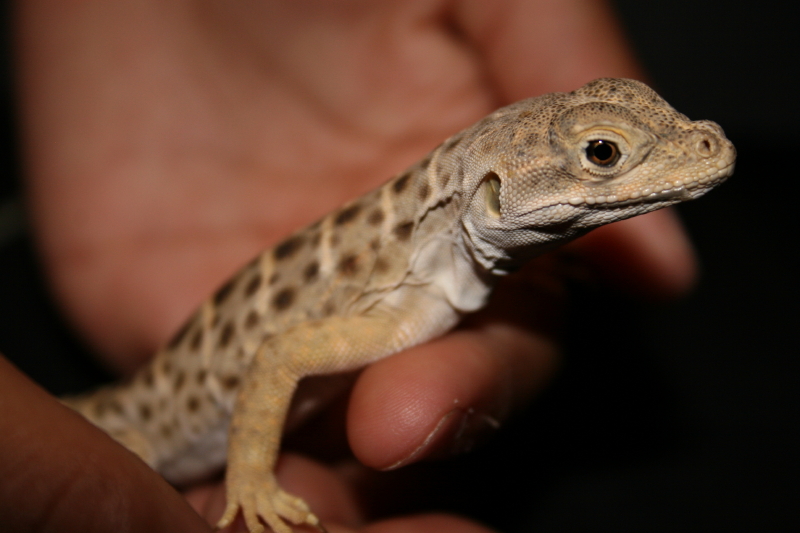 Gambelia Wislizenii