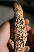 Male fringe-toed (ocillated lizard)