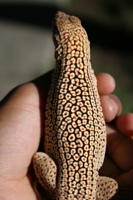 Male fringe-toed (ocillated lizard)