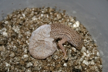 Fringe-toed hatchling