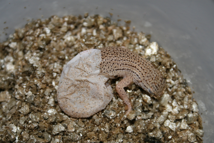 Fringe-toed hatchling