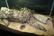 Desert night lizard  tank