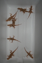 captive bred colorado fringe toed lizards