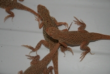 captive bred fringe toed lizards