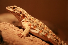 Female leopard lizard