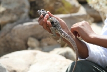 Male Vestigium