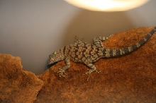 Mearn's rock lizard