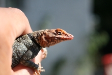 Gravid female banded rock lizard