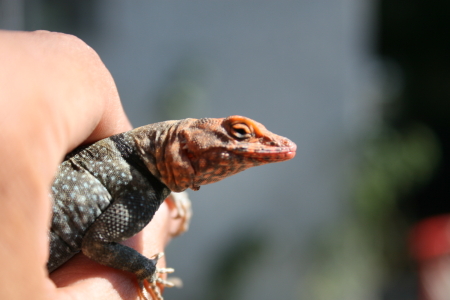 Gravid female banded rock lizard
