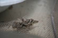 grasshoppers in cage