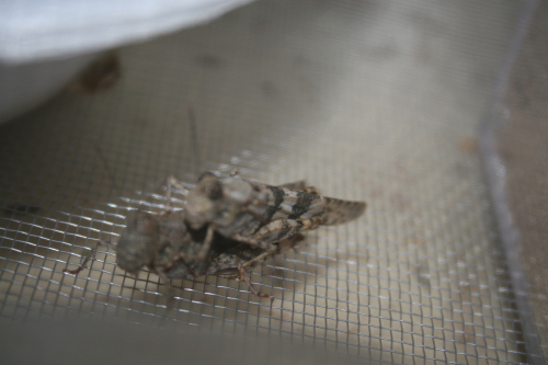 grasshoppers in cage