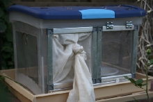Grasshopper/insect cage