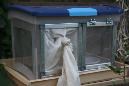 Grasshopper/insect cage