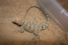 P. mearnsi shortly after laying