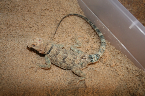P. mearnsi shortly after laying