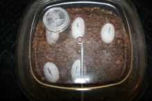 banded rock lizard eggs