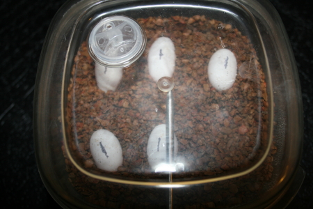 banded rock lizard eggs